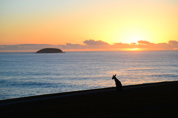 Fototapeta premium Kangaroo silhouette at sunrise in Emerald beach, Australia