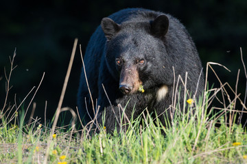 Black bear in the wild