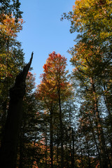 autumn leaves reflecting in water
