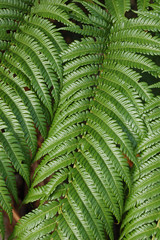 南国沖縄のシダ植物の葉