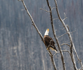 Bald eagle in the wild