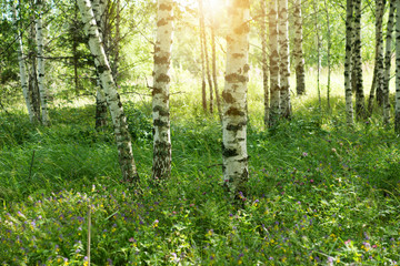 Obraz premium Birch Grove. Forest in the summer season, Russia
