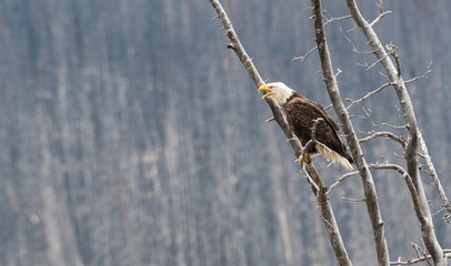 Bald eagle in the wild