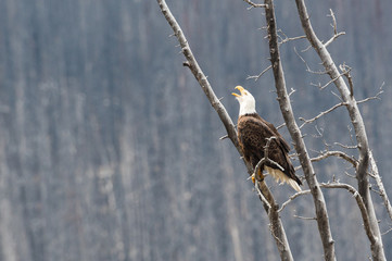 Bald eagle in the wild