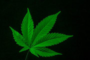 Naklejka na ściany i meble Marijuana Leaf landscape on black background