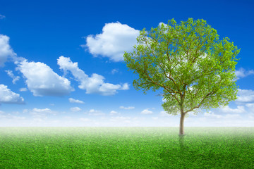 Fototapeta na wymiar Lone tree in a meadow with on green field or spring tree in green field of grass and blue sky on background. Colorful landscape tree and fog in clear nature.