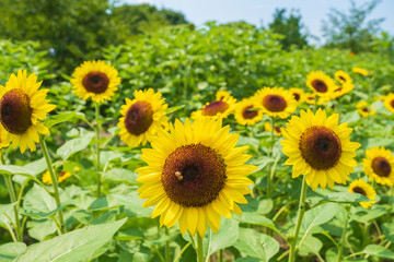 Obraz premium ひまわり畑 向日葵 夏 イメージ 8月 ミツバチ 馬見丘陵公園
