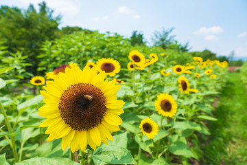Fototapeta premium ひまわり畑 向日葵 夏 イメージ 8月 ミツバチ 馬見丘陵公園