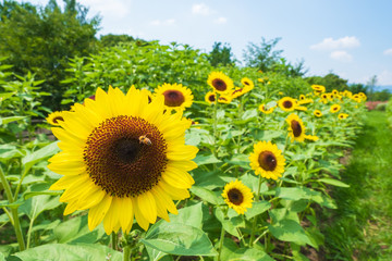 Fototapeta premium ひまわり畑 向日葵 夏 イメージ 8月 ミツバチ 馬見丘陵公園