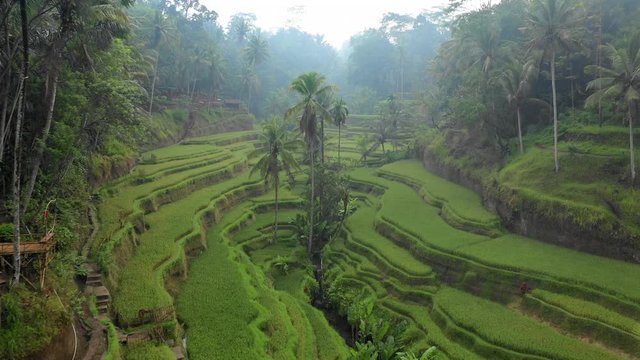 Aerial Forward: Rice Field Valley With Thin Fog Overhead - Jatiluwih Rice Terrace, Bali