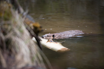 Beaver