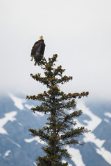 Bald eagle