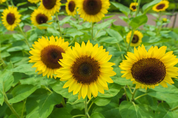 Obraz premium ひまわり畑 向日葵 夏 イメージ 8月 ミツバチ 馬見丘陵公園