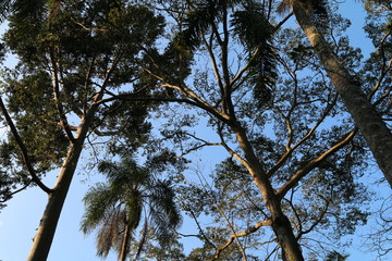 tree and sky
