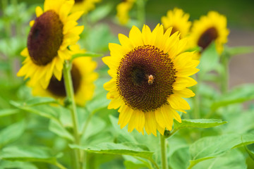 ひまわり畑　向日葵　夏　イメージ　8月　ミツバチ　馬見丘陵公園
