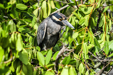 Galapagos bird in the middle of the green vegetation of a port, Dwarf Heron