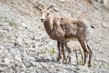 Bighorn lamb, newborn