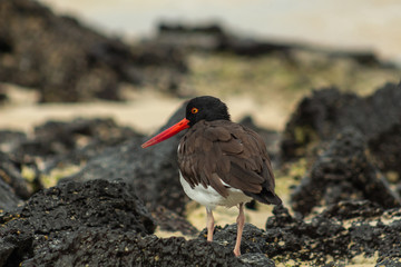 In the Galapagos you can see the oystercatcher walking along the sea of their coasts