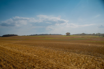 Fototapeta premium Nice view of the wheat field with wheat straw bales