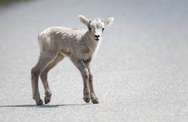 Bighorn lamb, newborn