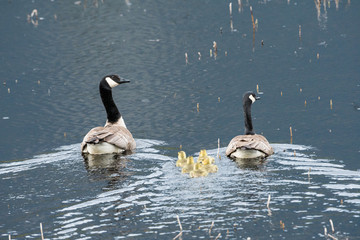 Canada goose family