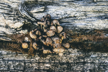 Mushrooms Growing in a Crack of a Wooden Wall