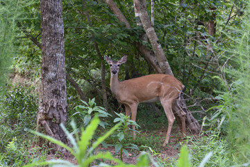 white-tailed deer looking 