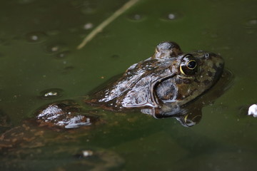 Bull frog