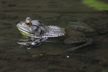 Bull frog