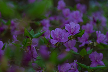 Fototapeta na wymiar 日本の山の花