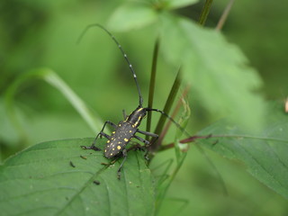Longhorn beetle