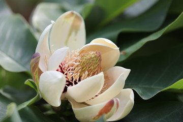 Flower of Japanese Magnolia 