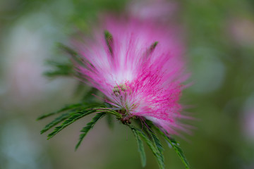 カリアンドラ・ハエマトケファラ