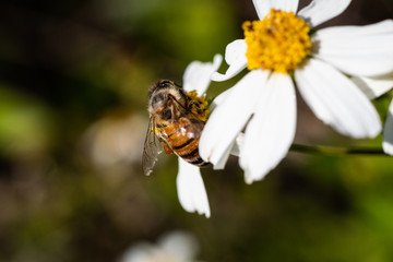 Bee on flower