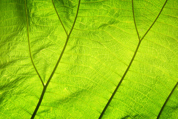 Abstract green leaf texture for background