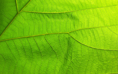 Abstract green leaf texture for background
