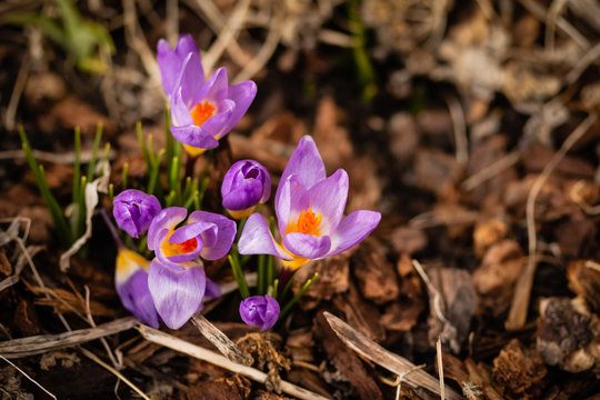 Crosus Blooms Early Spring