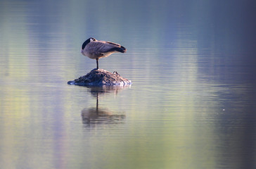 Canada goose