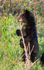 Black bear