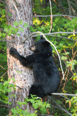 Black bear