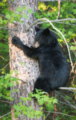 Naklejka premium Black bear