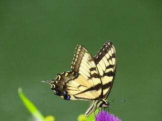 butterfly on a Tassel Flower