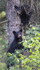 Naklejka premium Black bear