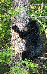 Black bear