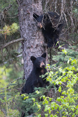 Obraz premium Black bear
