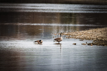 Geese in the Shallow Water on the Lake Shore