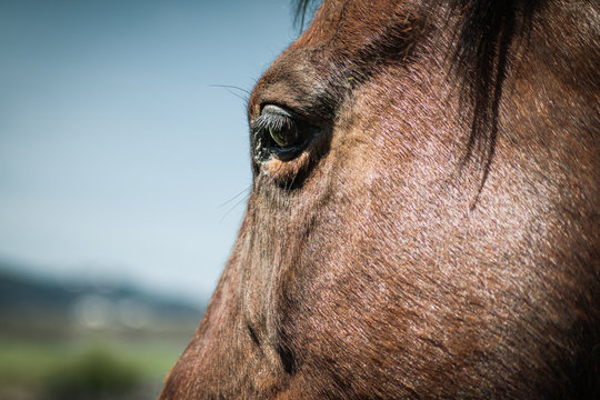 Closeup of a Horse Eye