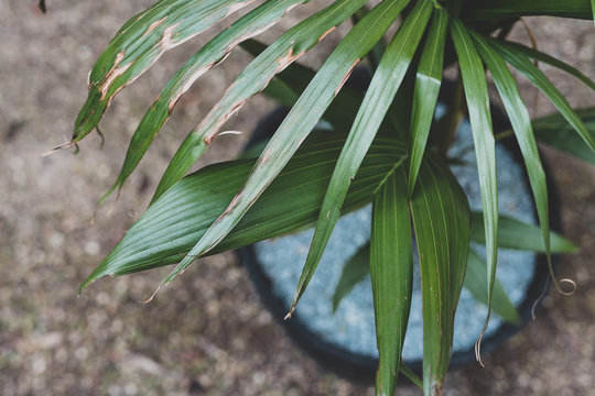 Palm Tree In Pot With Slighty Dry Leaves, Taking Care Of Your Home Plants