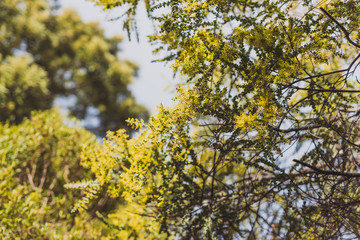 wattle tree with yellow flowers about to bloom