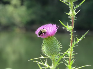 bee on a flower